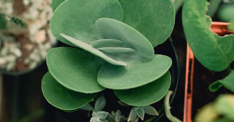 Kalanchoe Care: Watering, Light, and Getting It to Rebloom