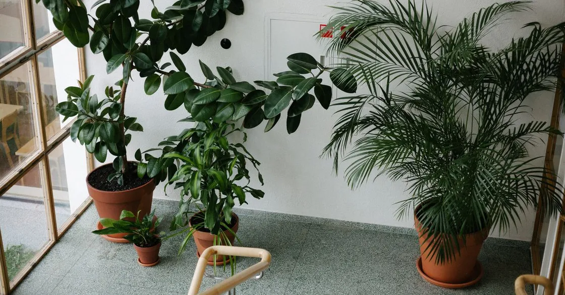 LECA vs Perlite for Houseplants: Which to Use and When