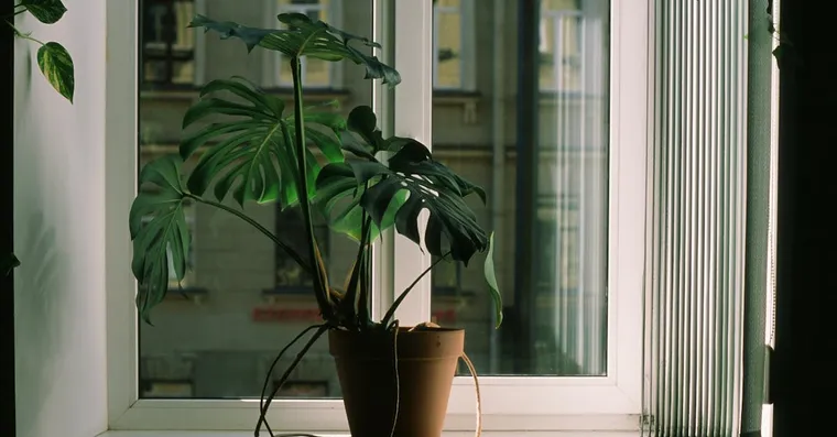 Why Houseplants Get Leggy, and How to Make Them Bushy Again