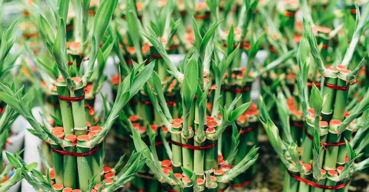 Lucky Bamboo Care: Growing Dracaena Sanderiana in Water