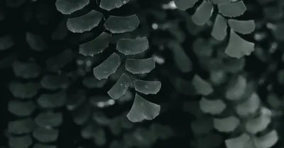 Maidenhair Fern