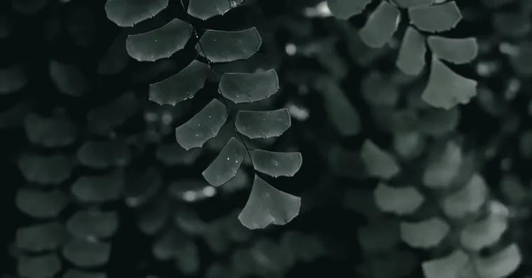 Maidenhair Fern Care: Keeping the Delicate Fronds Alive