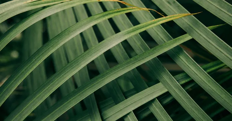 Majesty Palm Care: Light, Water, and Why It Browns