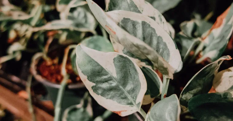 Mealybugs on Houseplants: How to Spot and Treat Them