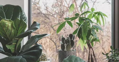 Money Tree