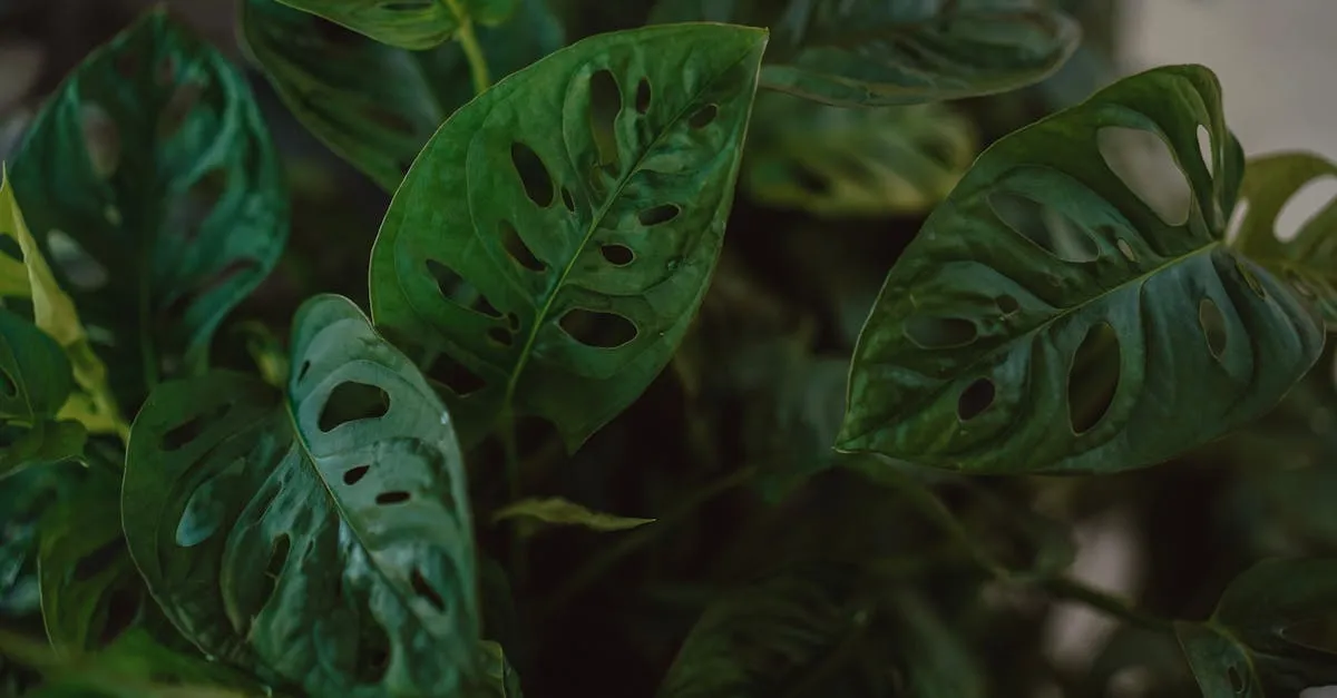 Monstera Adansonii Care: The Swiss Cheese Vine