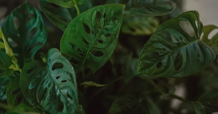 Monstera Adansonii Care: The Swiss Cheese Vine