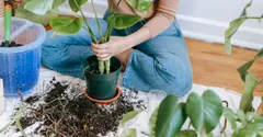 Monstera Aerial Roots: What They Do and What to Do With Them