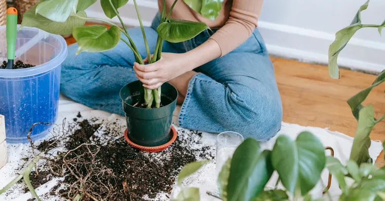 Monstera Aerial Roots: What They Do and What to Do With Them