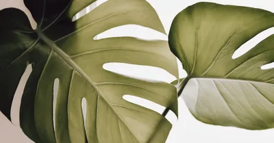Monstera Deliciosa