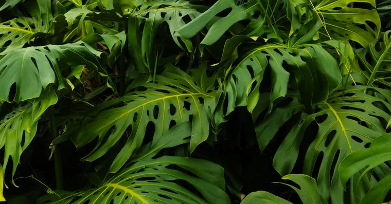 Why Is My Monstera Turning Yellow? Causes and Fixes
