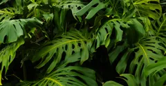 Why Is My Monstera Turning Yellow? Causes and Fixes