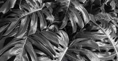 Why Isn't My Monstera Splitting? Fenestration Explained