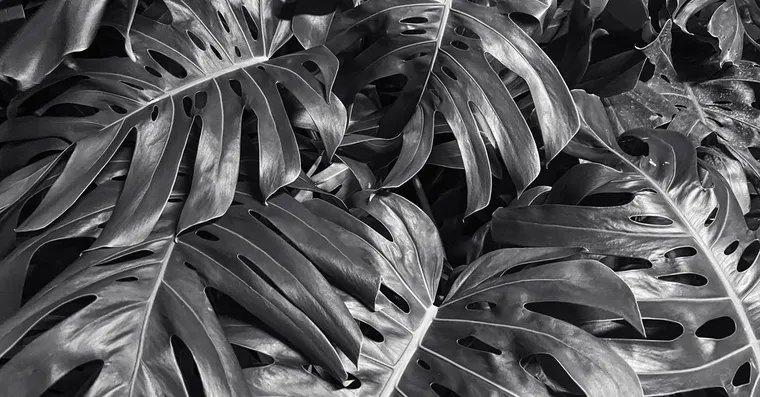 Why Isn't My Monstera Splitting? Fenestration Explained