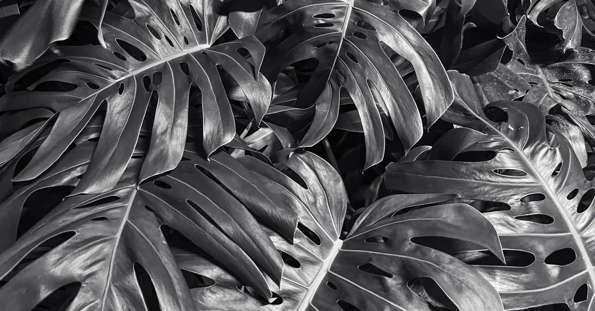 Why Isn't My Monstera Splitting? Fenestration Explained
