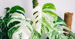 Monstera Varieties: Deliciosa, Adansonii, Albo, and More