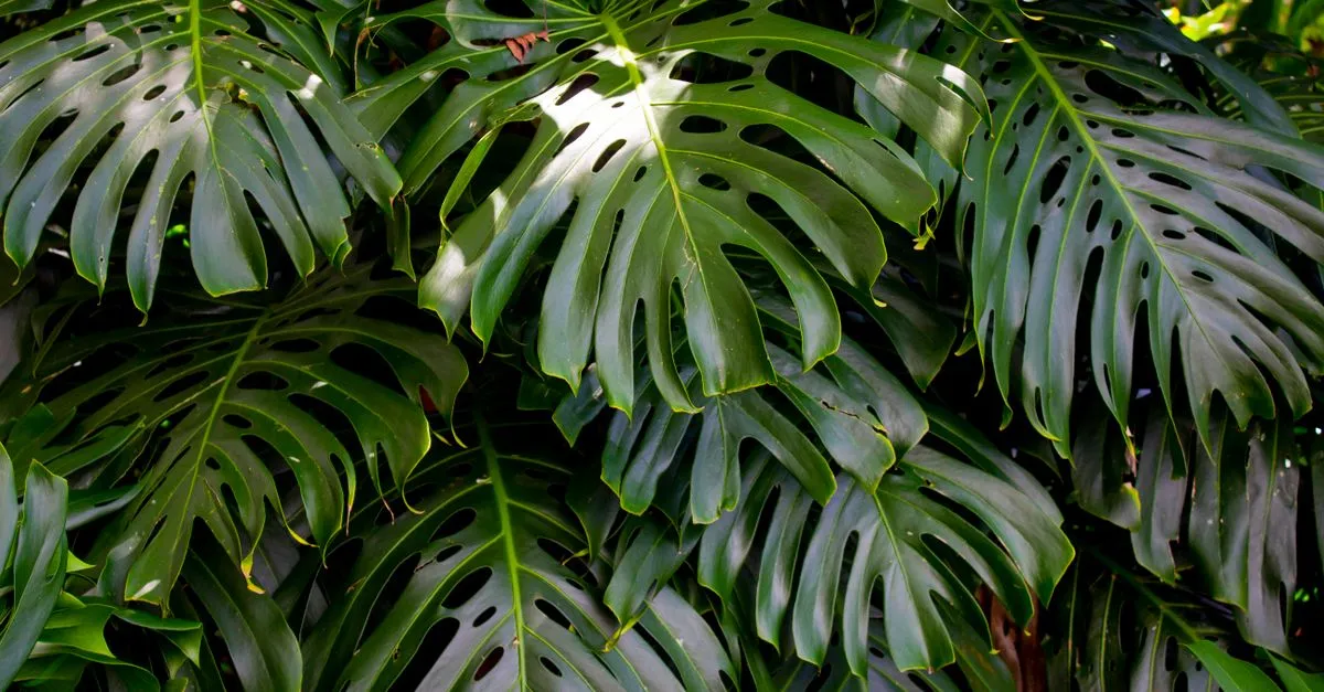Monstera vs Split-Leaf Philodendron: Not the Same Plant