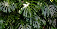Monstera vs Split-Leaf Philodendron: Not the Same Plant
