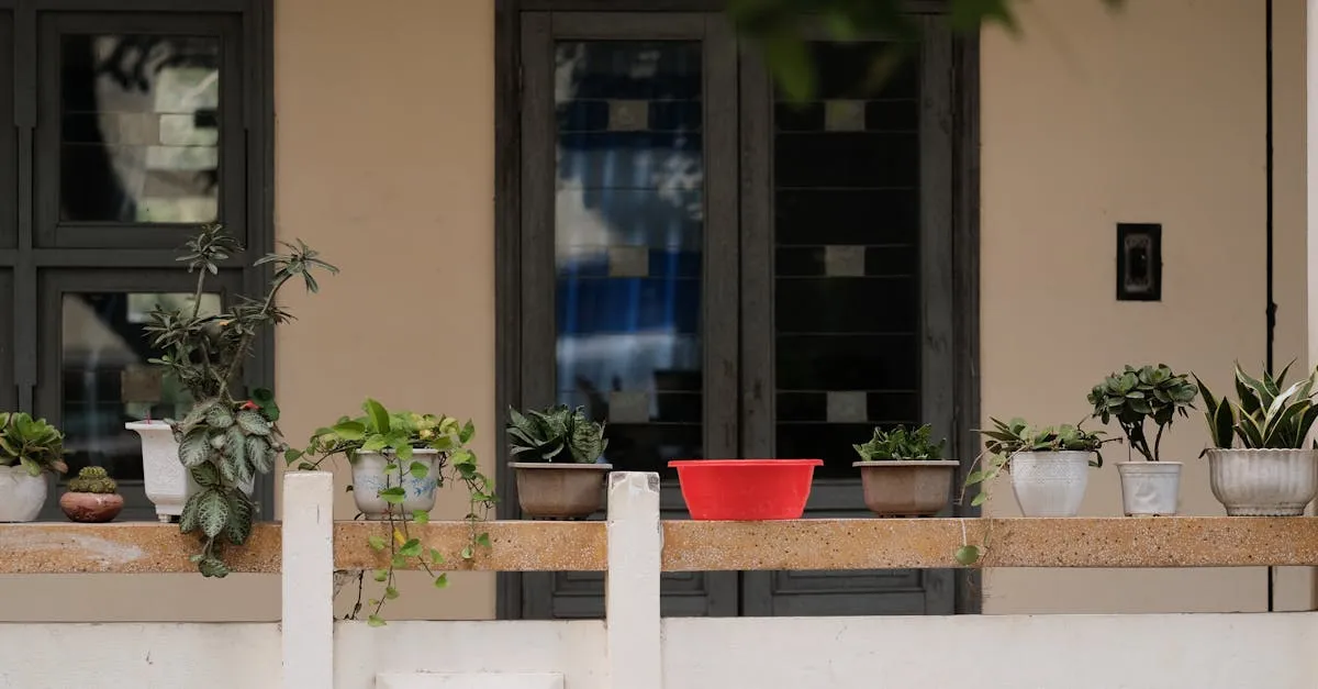 Moving Houseplants Outdoors for Summer Without Shocking Them