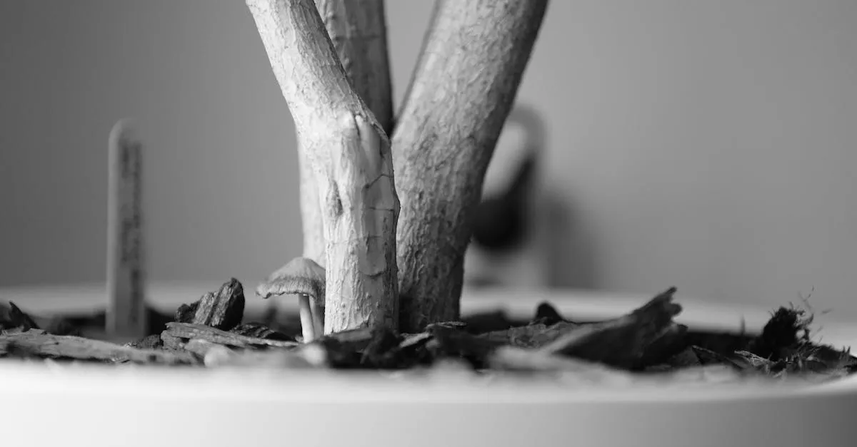 Mushrooms and Mould in Houseplant Soil: Should You Worry?