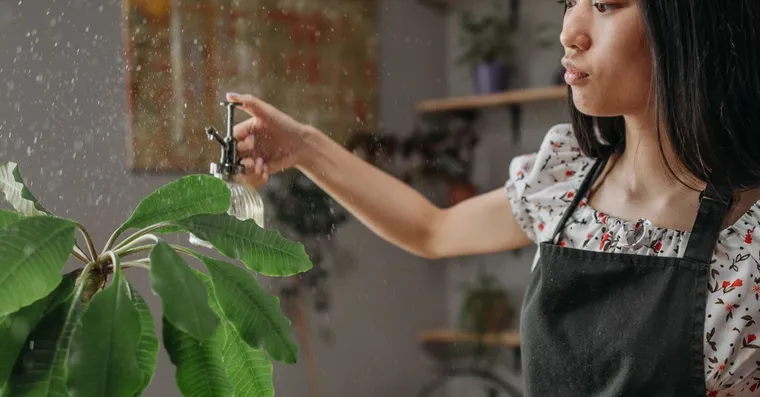 How to Use Neem Oil on Houseplants (Without Killing Them)