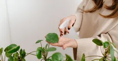 Neem Oil vs Insecticidal Soap: Which to Use on Houseplant Pests