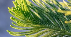 Norfolk Island Pine Care: Keeping It Alive After Christmas