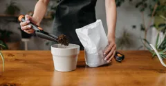 Osmocote vs Miracle-Gro for Houseplants: Which Fertiliser to Use