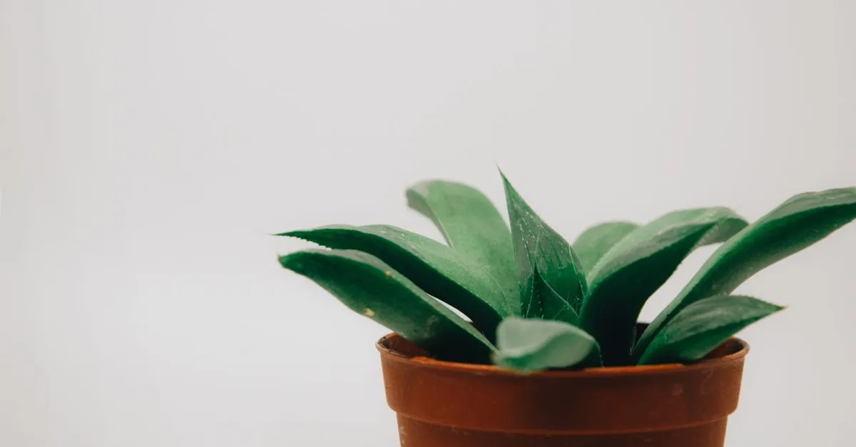 Overwatering vs Underwatering Houseplants: How to Tell
