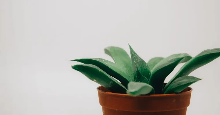 Overwatering vs Underwatering Houseplants: How to Tell