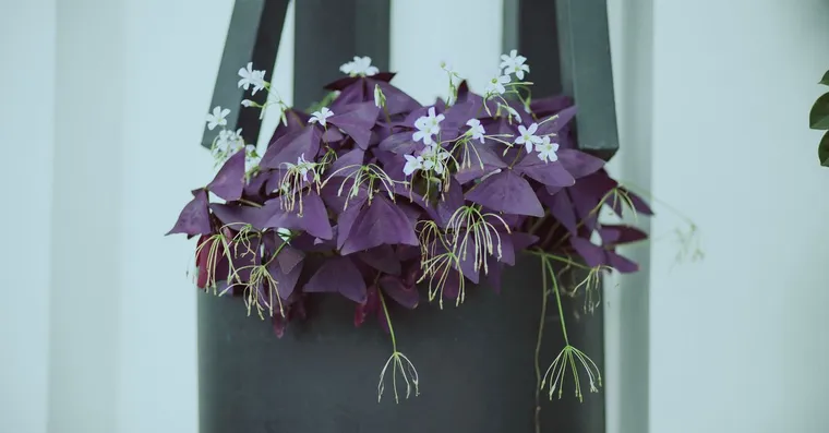Oxalis Triangularis Care: Growing Purple Shamrock Indoors