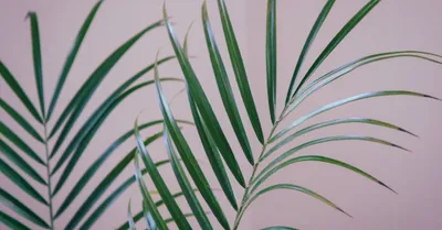 Parlor Palm