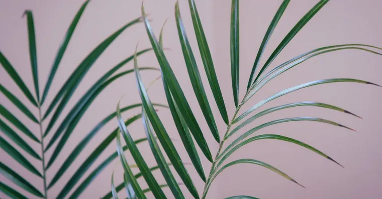 Parlor Palm Care: An Easy Indoor Palm for Lower Light
