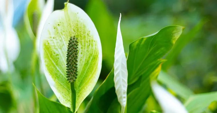 Peace Lily Care: Watering, Light, and Why It Droops