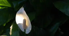 Peace Lily Varieties: Sensation, Domino, and Other Types to Know