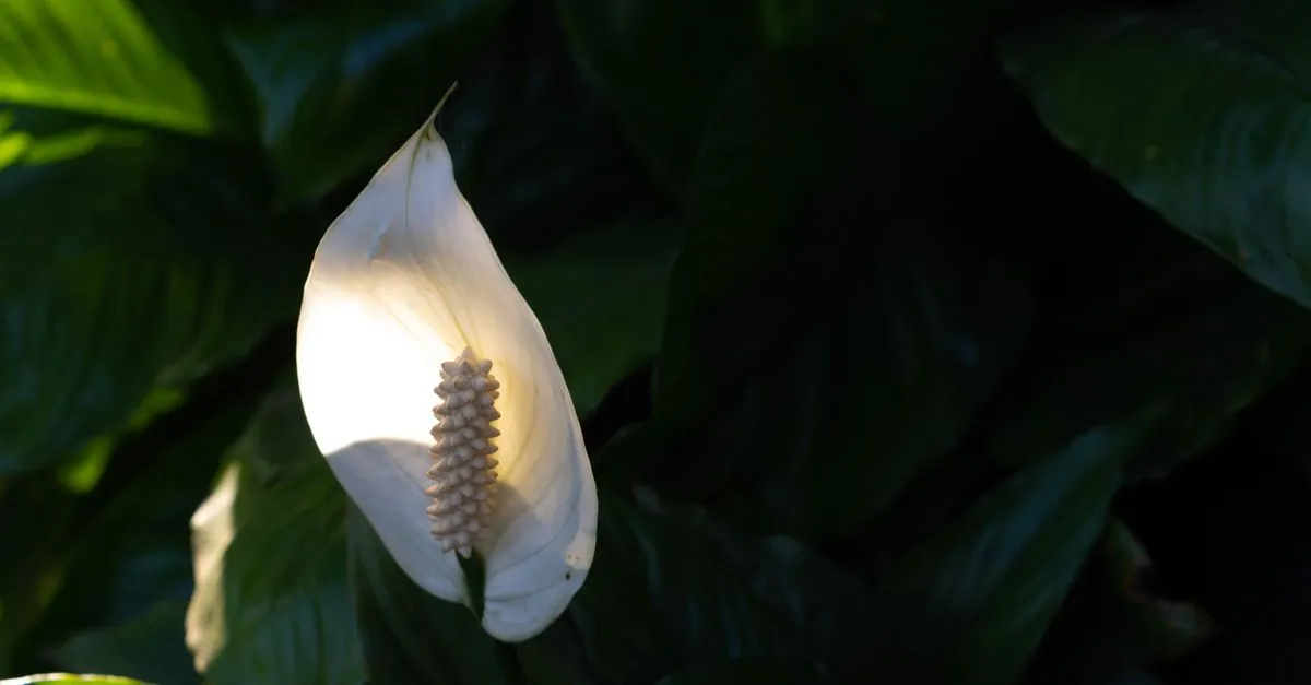 Peace Lily Varieties: Sensation, Domino, and Other Types to Know