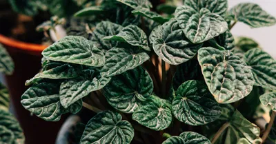 Peperomia