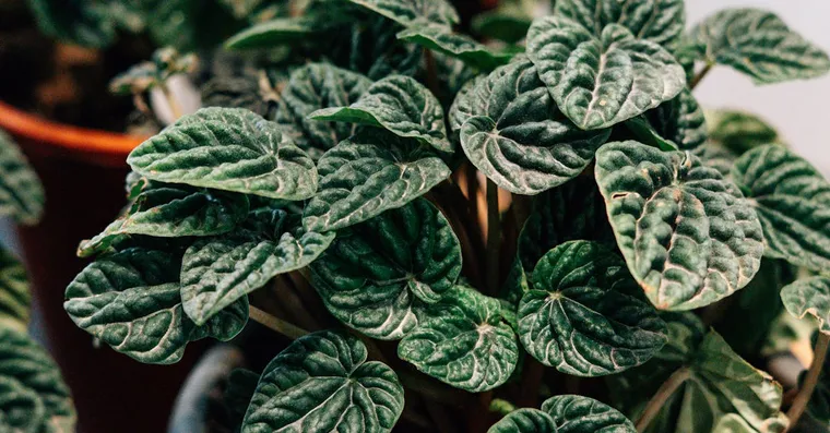 Peperomia Care: A Guide to the Easy Radiator Plants
