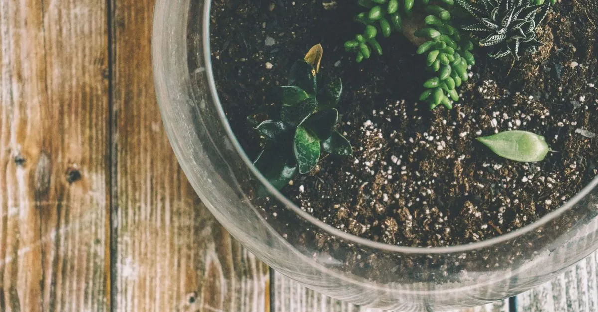 Perlite vs Vermiculite: Which One Your Houseplants Need