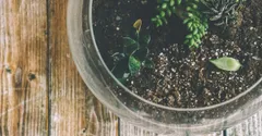 Perlite vs Vermiculite: Which One Your Houseplants Need