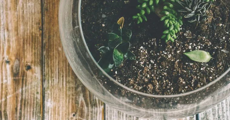 Perlite vs Vermiculite: Which One Your Houseplants Need