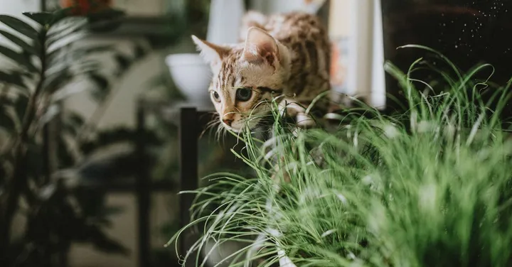 Pet-Safe Houseplants: A Guide for Cat and Dog Owners