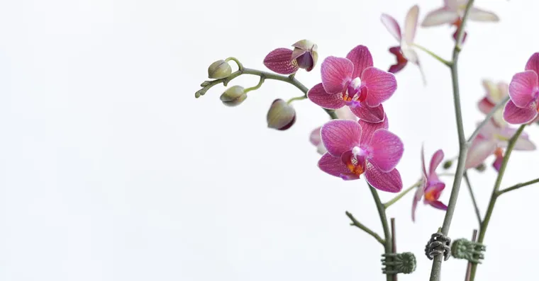 Phalaenopsis Orchid Care: Watering, Light, and Reblooming
