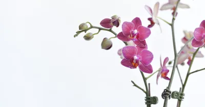 Phalaenopsis Orchid
