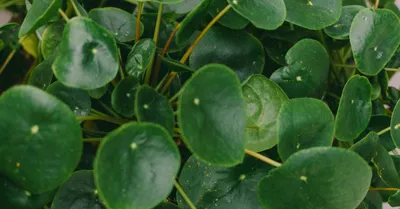 Pilea (Chinese Money Plant)