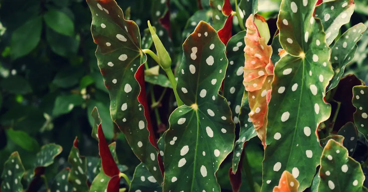 Polka Dot Plant Care: Keeping the Spots Bright and the Plant Bushy