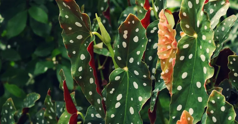 Polka Dot Plant Care: Keeping the Spots Bright and the Plant Bushy