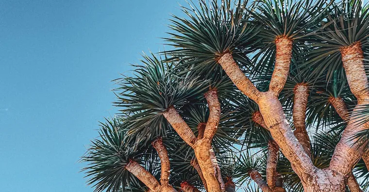 Ponytail Palm Care: The Drought-Tolerant Not-a-Palm