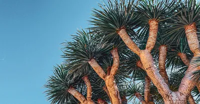 Ponytail Palm