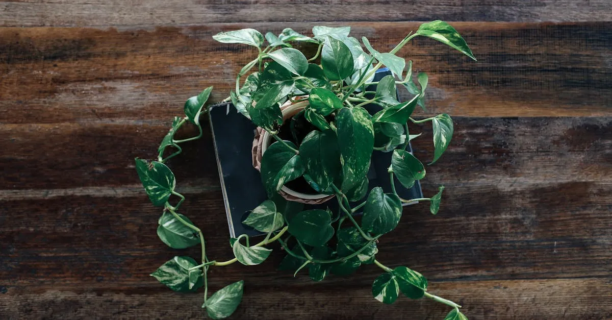 Pothos Care: A Complete Guide to Devil's Ivy